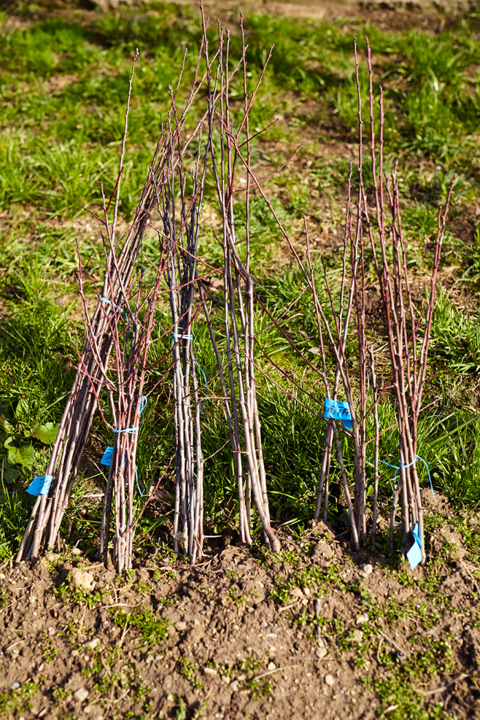 Whip Trees Planting Resized