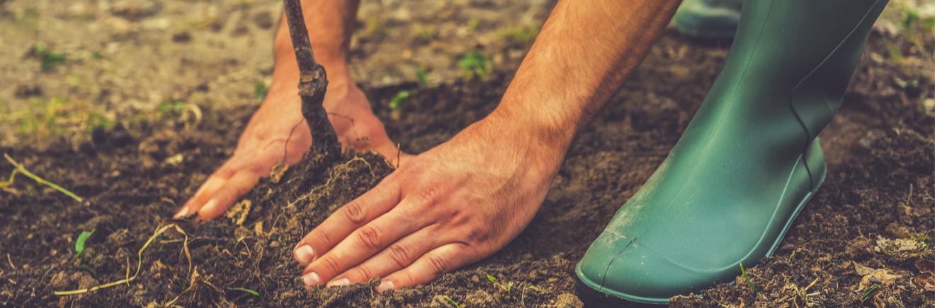 Hand Planting Tree New