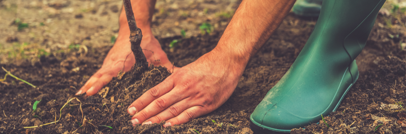 Hand Planting Tree