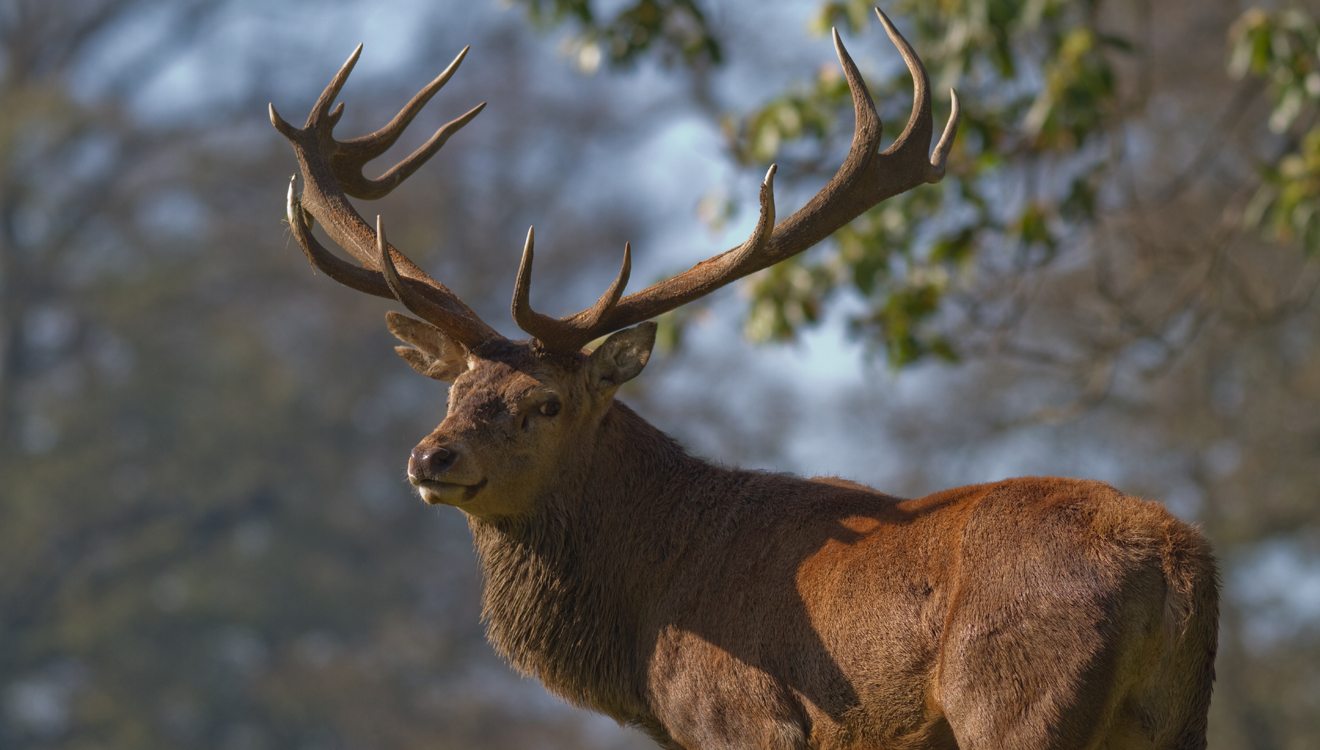 Stag